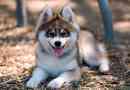 Spanie - husky a spitz